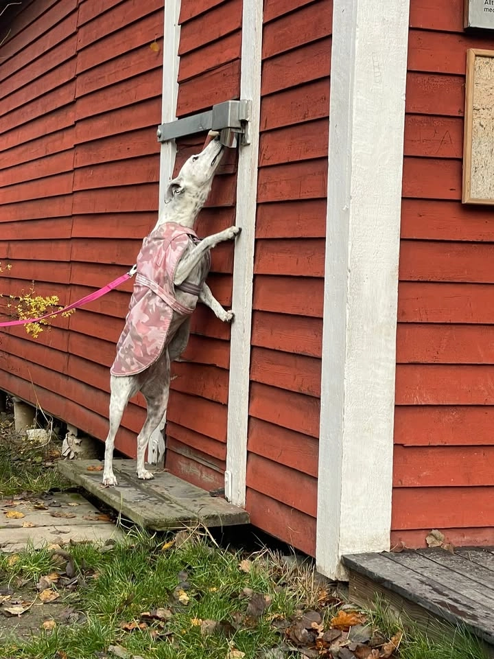 Nose Work tematräning utomhussök - tema höga gömmor ⛰️