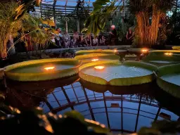 Tropisk afton med Victoria