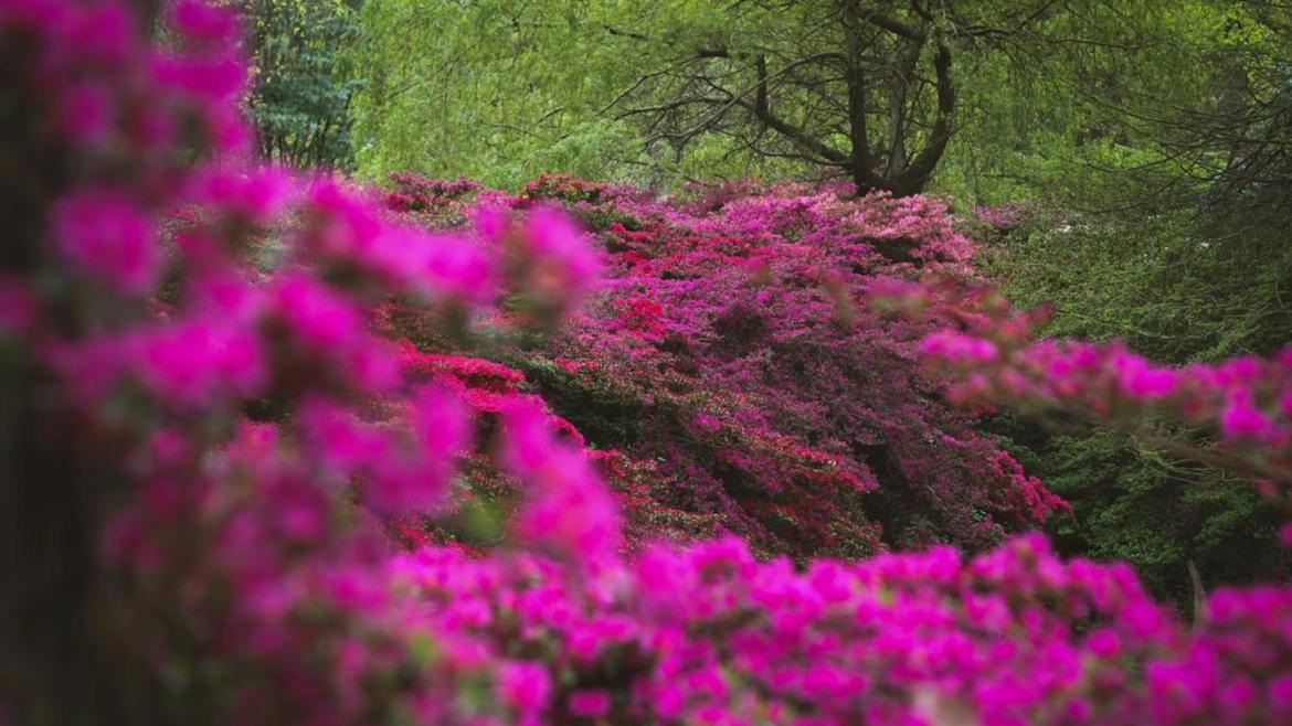 🌍 SPRING EQUINOX: International Social Hike & Spanglish Exchange 🦌🌸