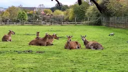 CIRCULAR £5 WALK 🌳🌿💧:- CANARY WHARF and MUDCHUTE FARM 🐂