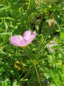 Kvällshealing med Kattie. Anm på 0700-573894