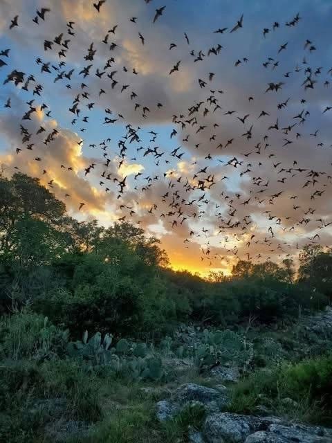 Bracken Cave Bat Experience