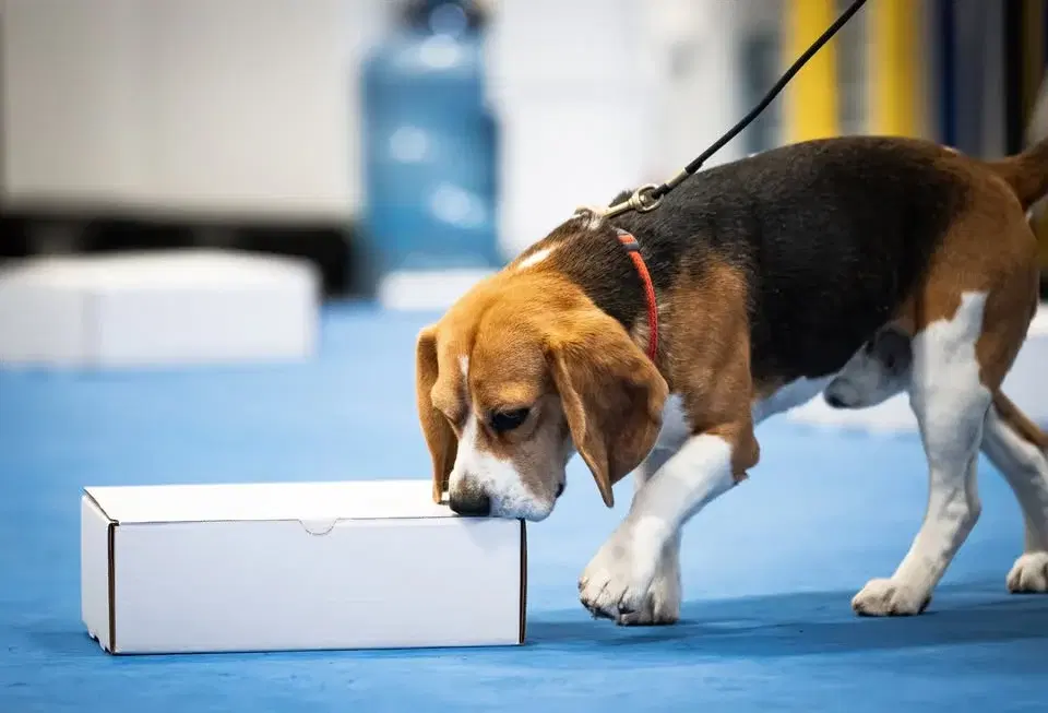 RMBC Spring AKC Scentwork Trial