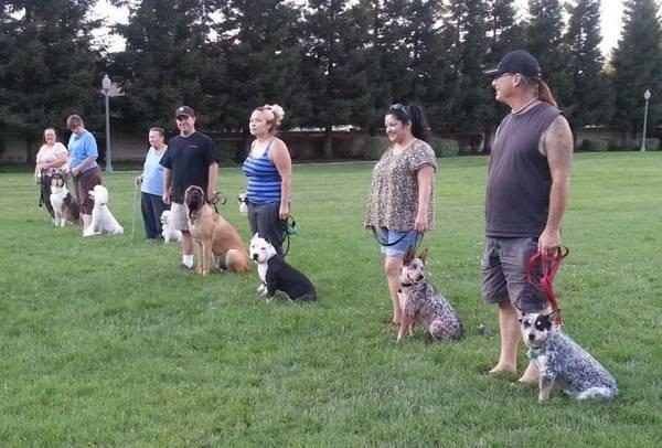 Nelson Park Beginner Obedience Class $200.00