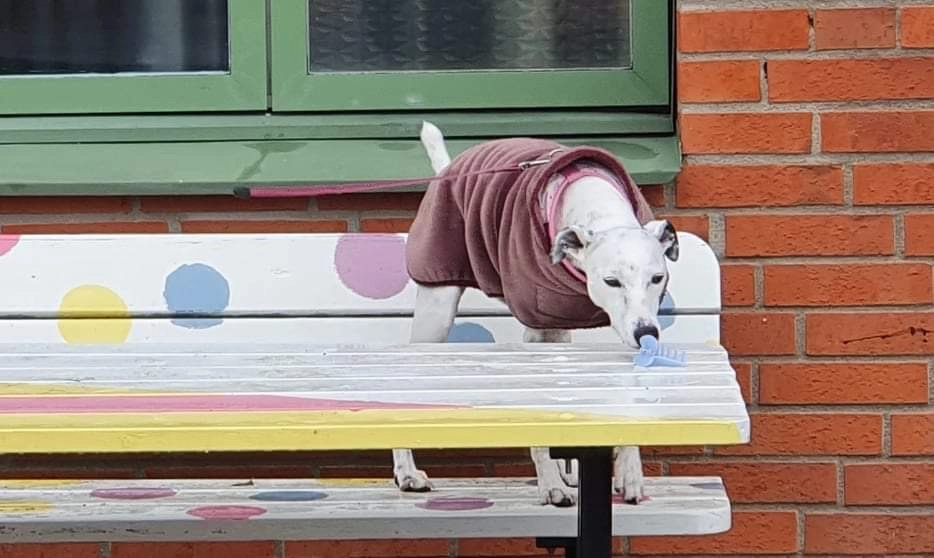 Nose Work trĂ€ningsgrupp - dagtid đł