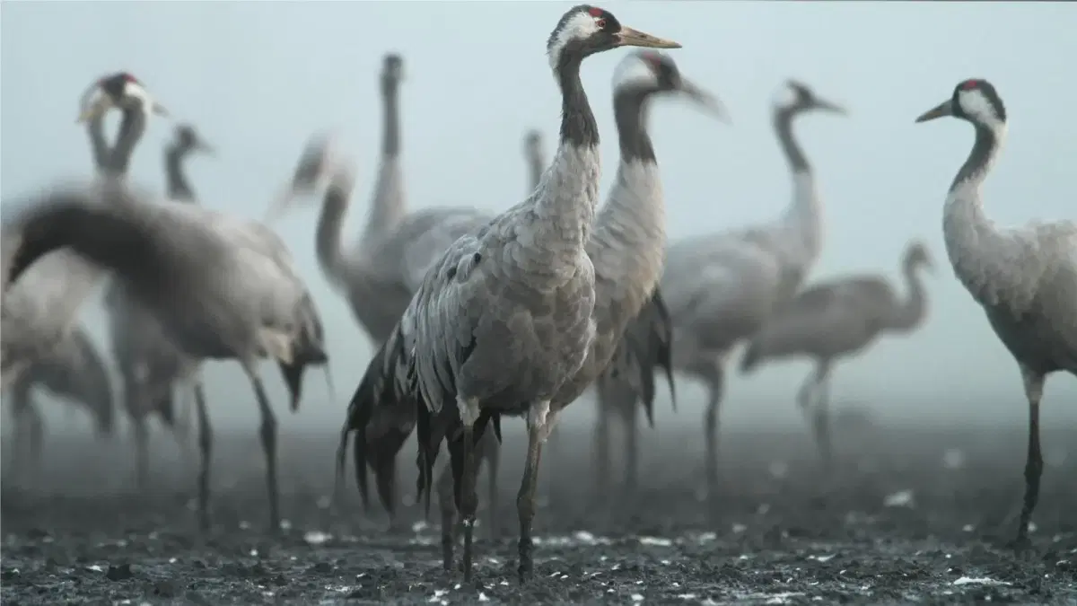 🦩 Crane Migration Hike