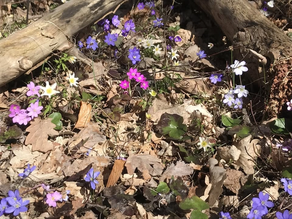 Vårfest Bohuslän med vandring till sippor