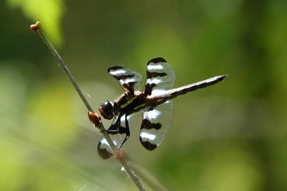Bug Watching for Youth