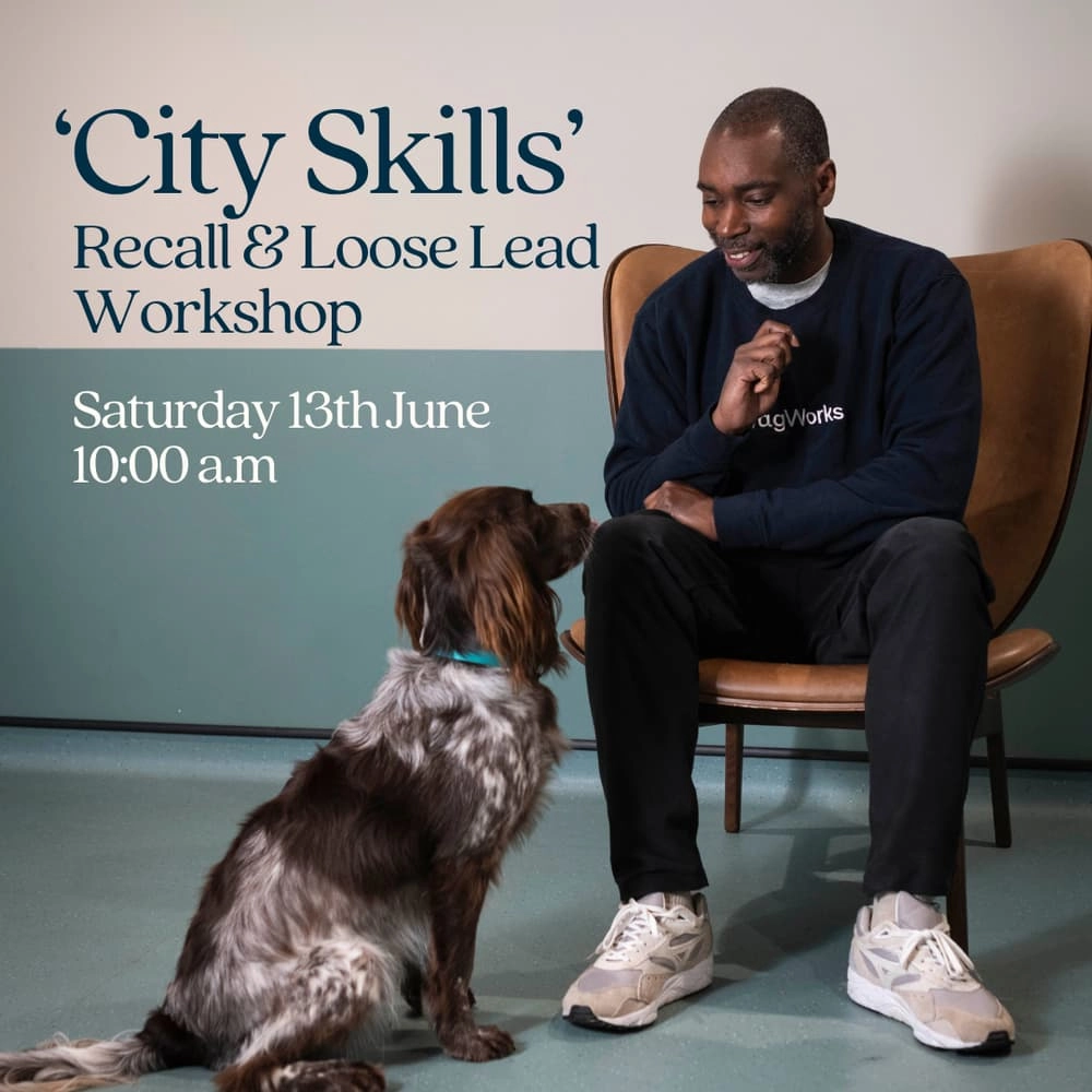 'City Skills' Recall & Loose Lead Workshop
