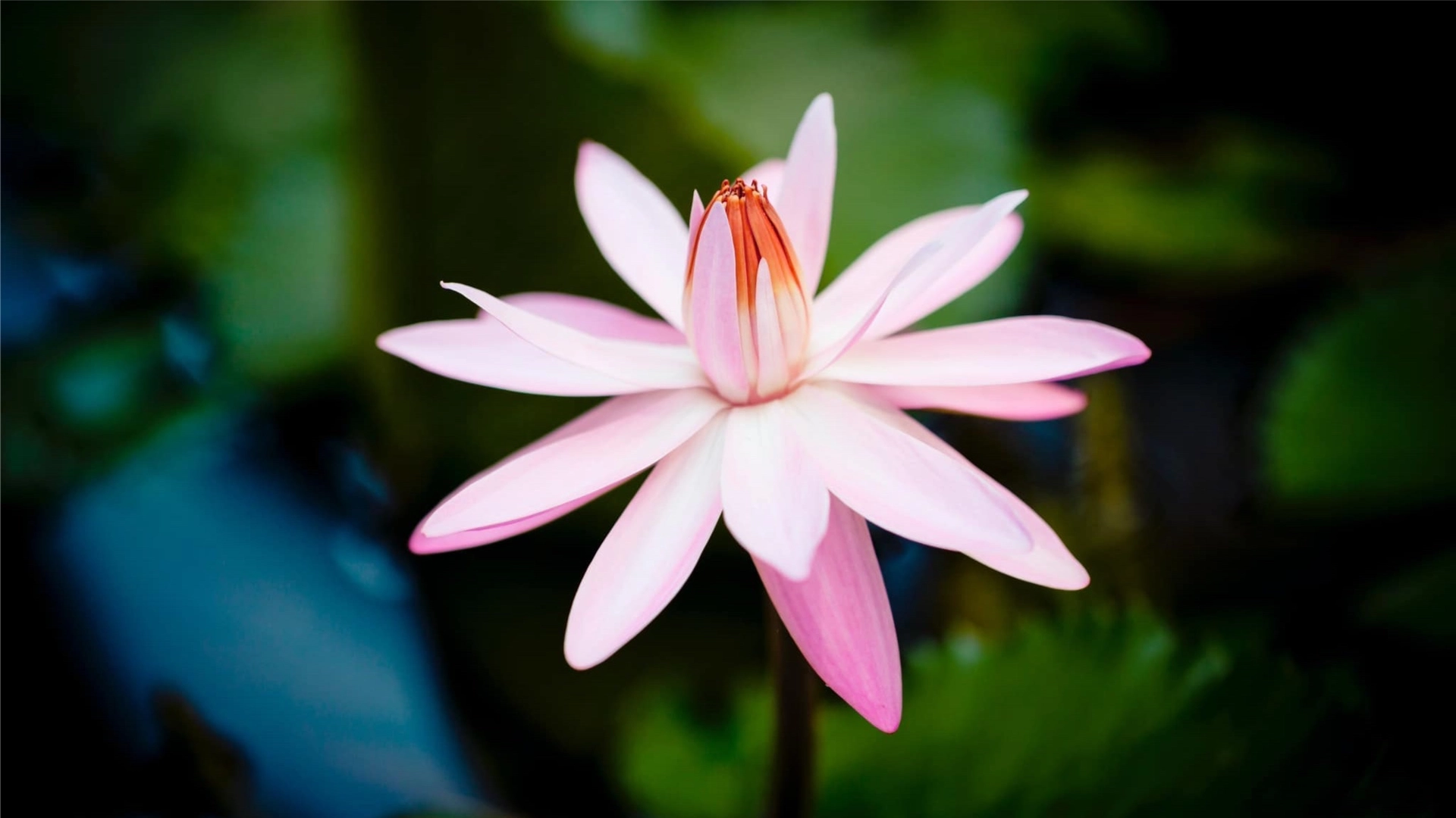 Meditation – Calm Abiding