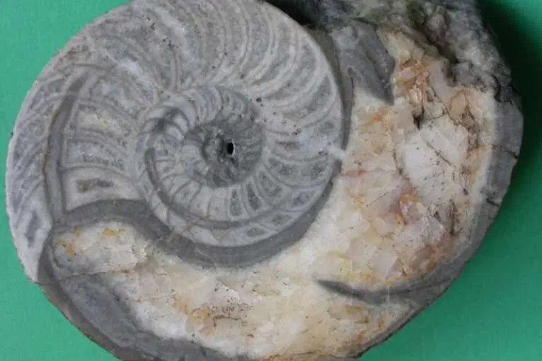 The Permanent Exhibition of The Muzeum Geologiczne im. Henryka Teisseyre we Wrocławiu