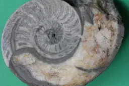 The Permanent Exhibition of The Muzeum Geologiczne im. Henryka Teisseyre we Wrocławiu