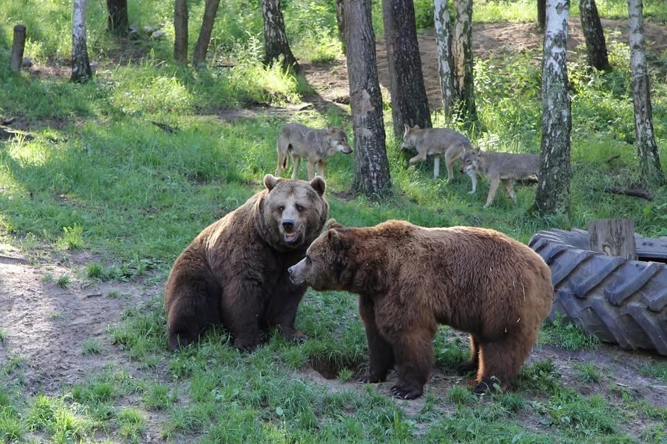 Tagesbusfahrt zum MV-Wildpark in Güstrow