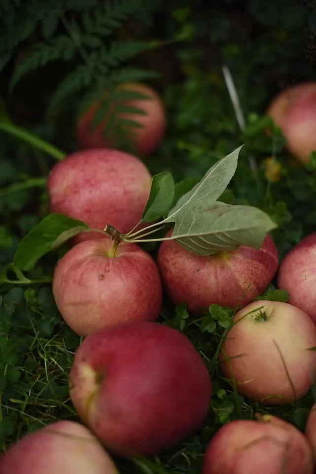 Permabliss/Permaculture re-make