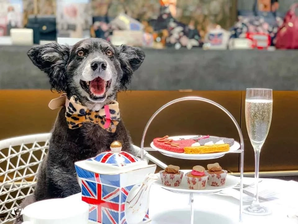 🫖🐾 SBAH English Afternoon Tea 🐾🫖