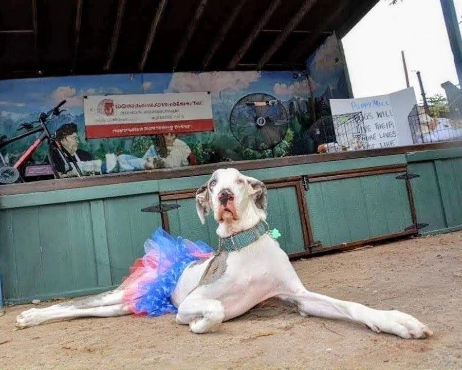 17th Annual Puppy Mill Awareness Day