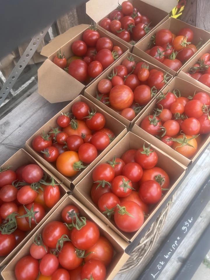 Självplock på våra tomater i växthuset!