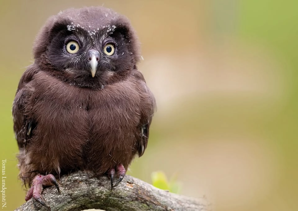 Utklädningsworkshop (inför 23 maj)