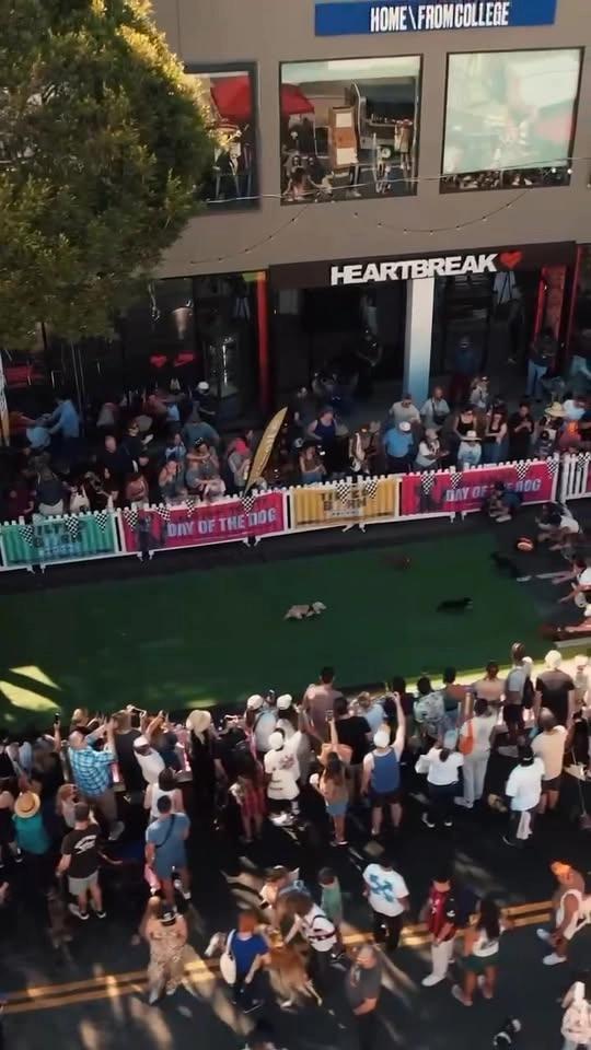 DAY OF THE DOG - SANTA MONICA