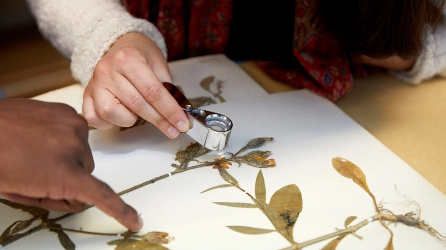 Herbariets gömda skatter