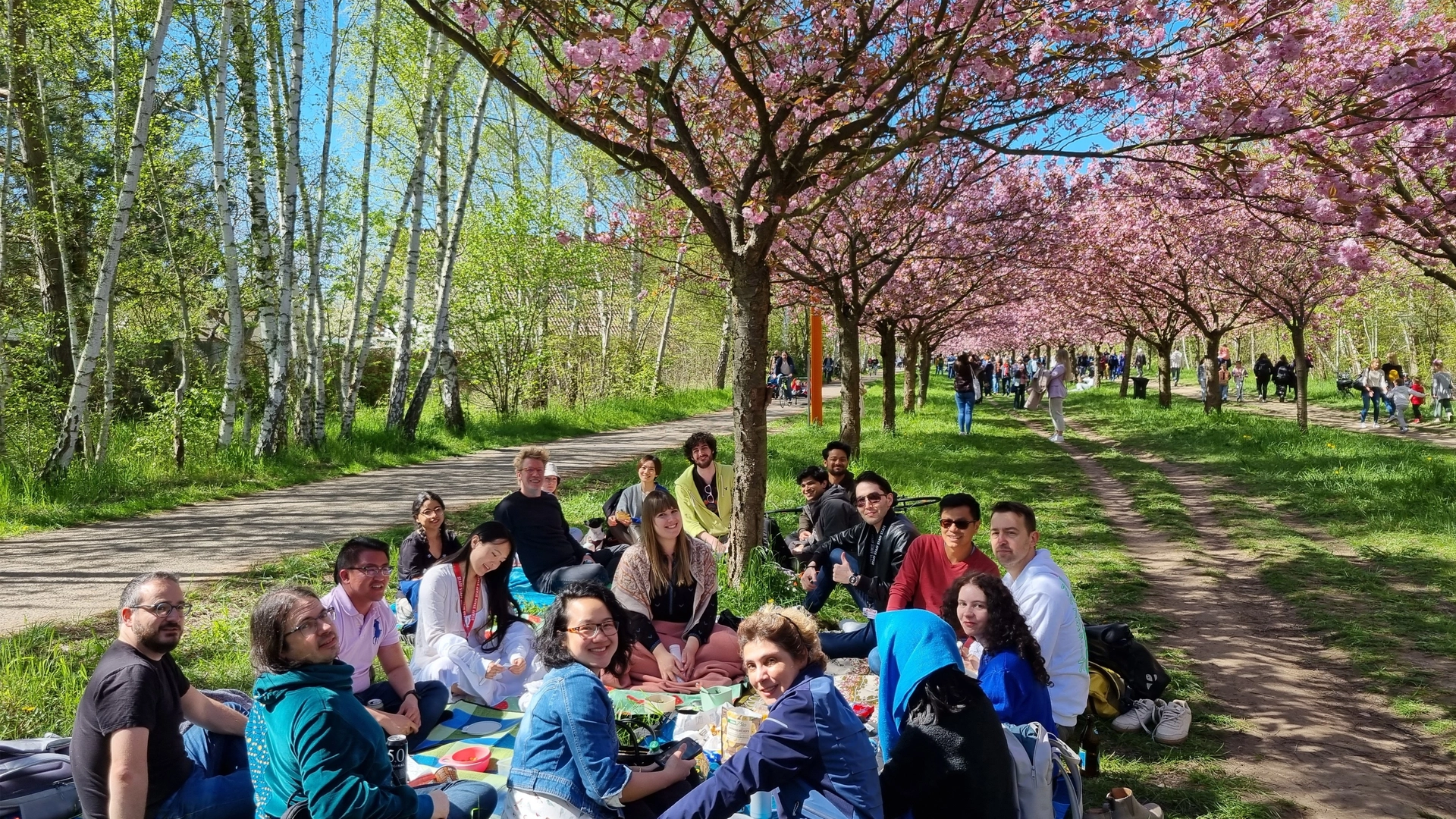 đžHanami@TV Asahi cherry blossom alleyđžăăŹăææ„ăăăćčłćéăđž