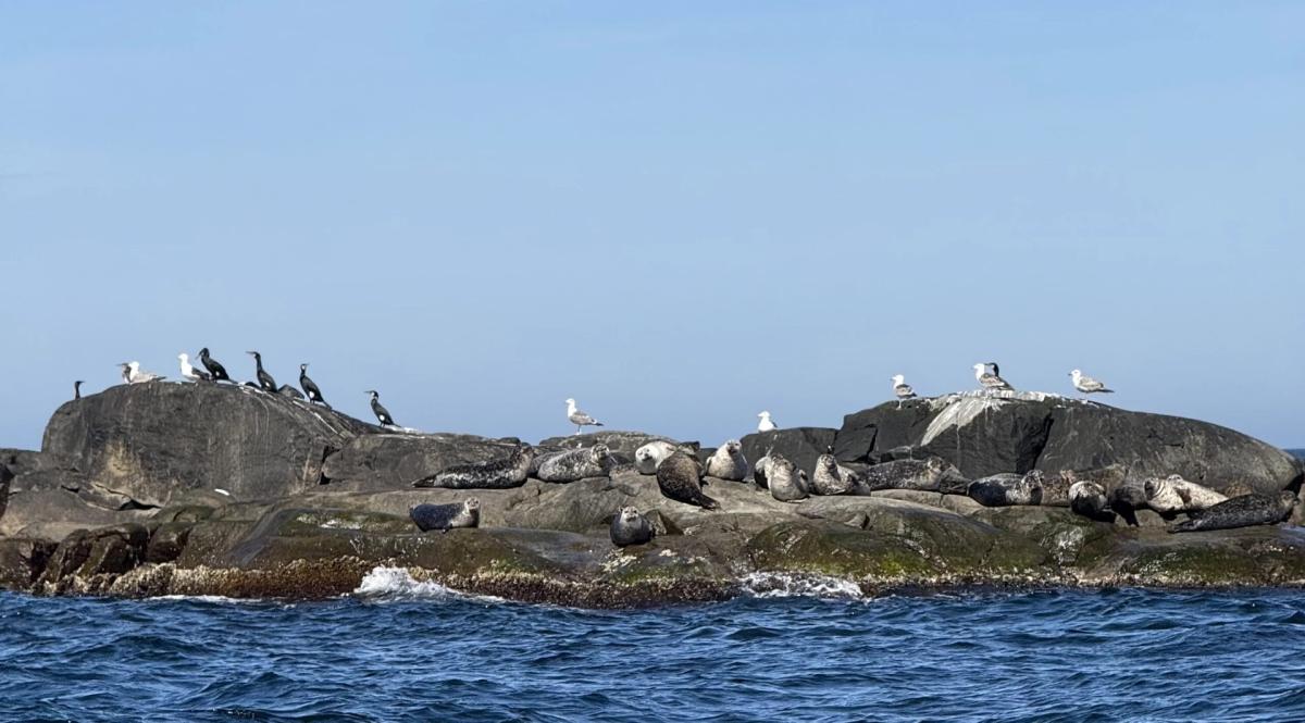 Sälsafari med M/S Kastor