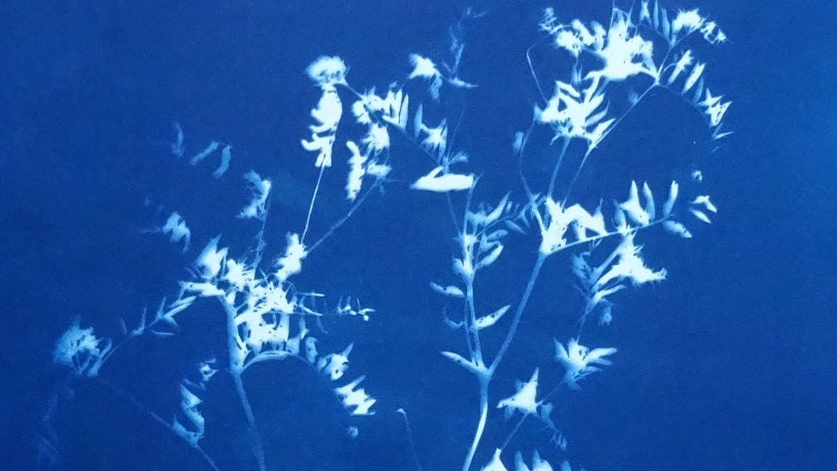 Workshop i cyanotypi – skab billeder med sollys