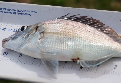 Catch & Release: Fishing Series (Morning Event)