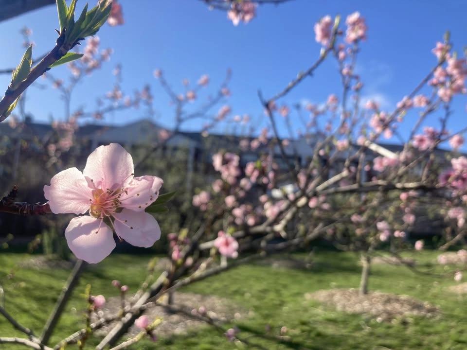 Orchard Sing: June