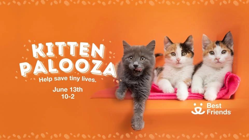 Houston: Kittenplaoooza