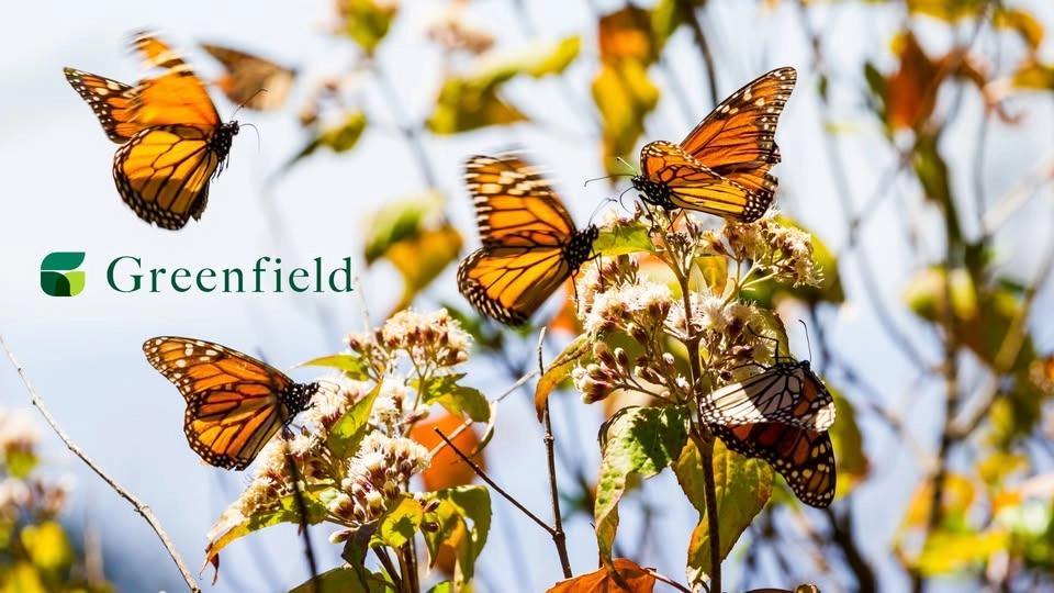 Monarch Mayhem: Monarch Butterfly Tagging