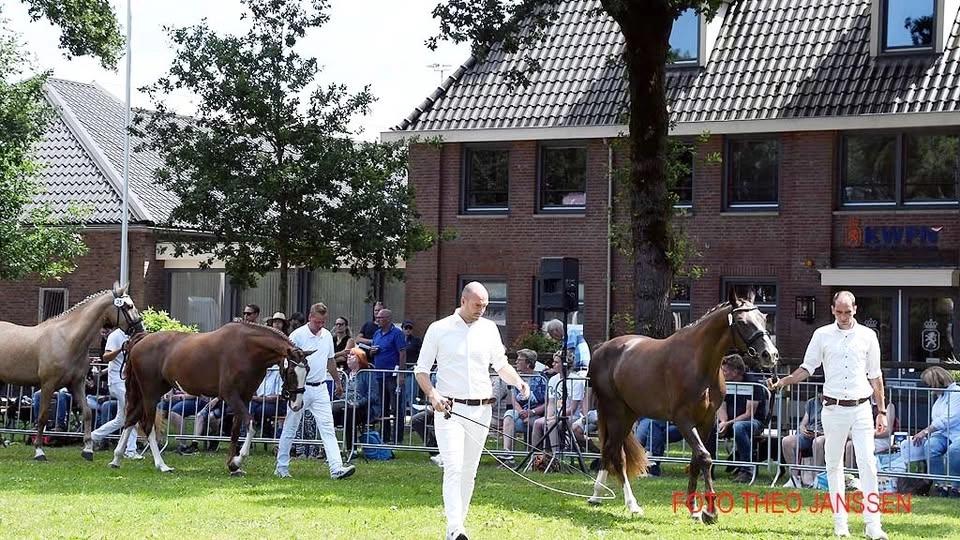 Nationale dag van het Gelders Paard 2026