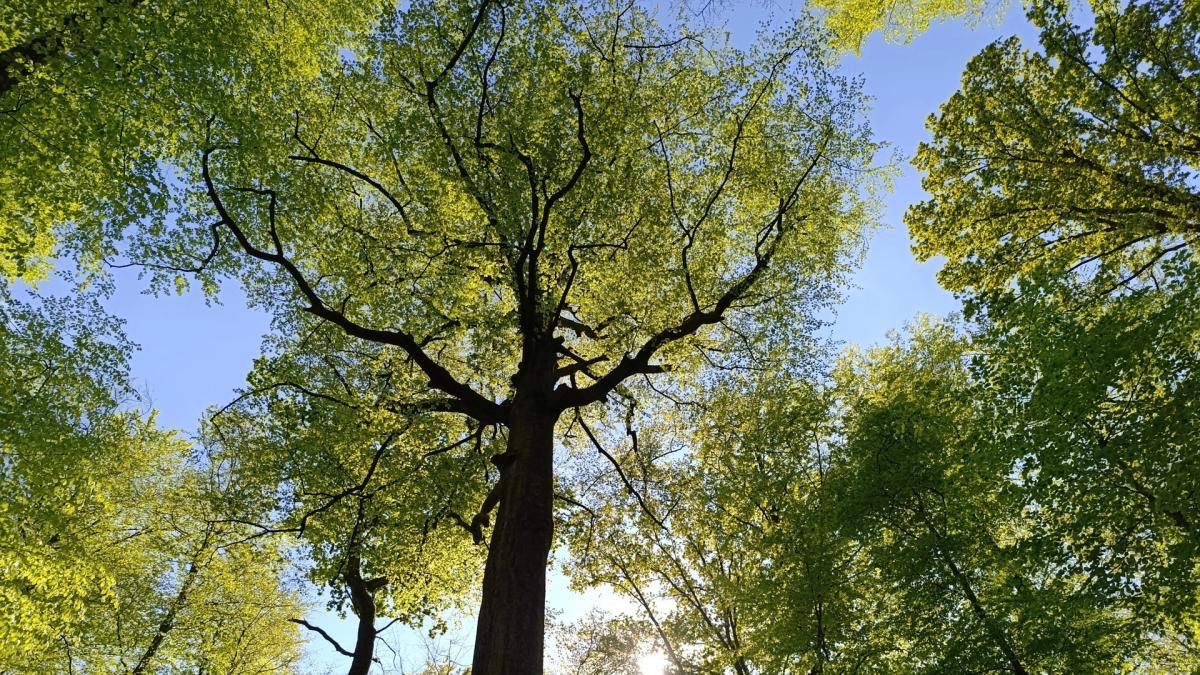 Afternoon Forest Reset: 10km Walk & Drum Meditation