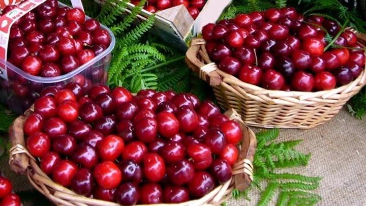 Festa della Ciliegia. Sasso di Roccarainola (NA)