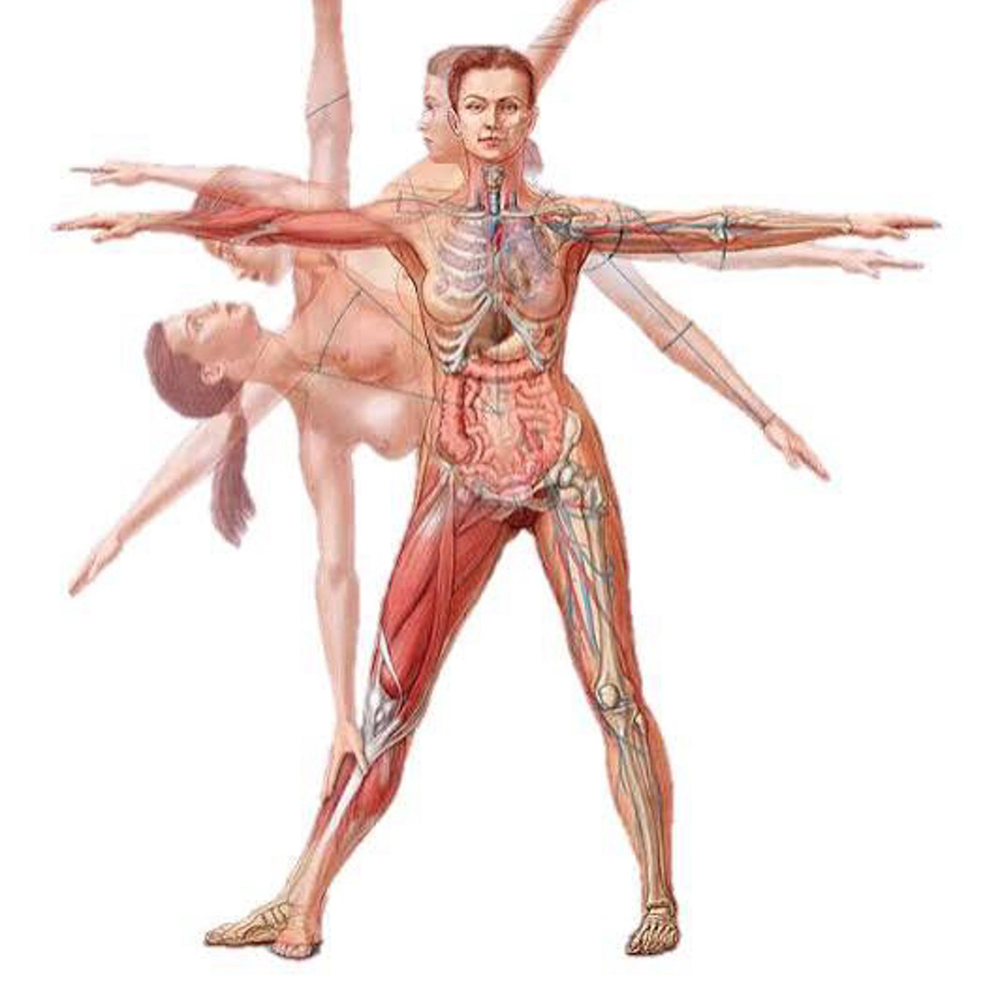 Biomecánica Del Yoga