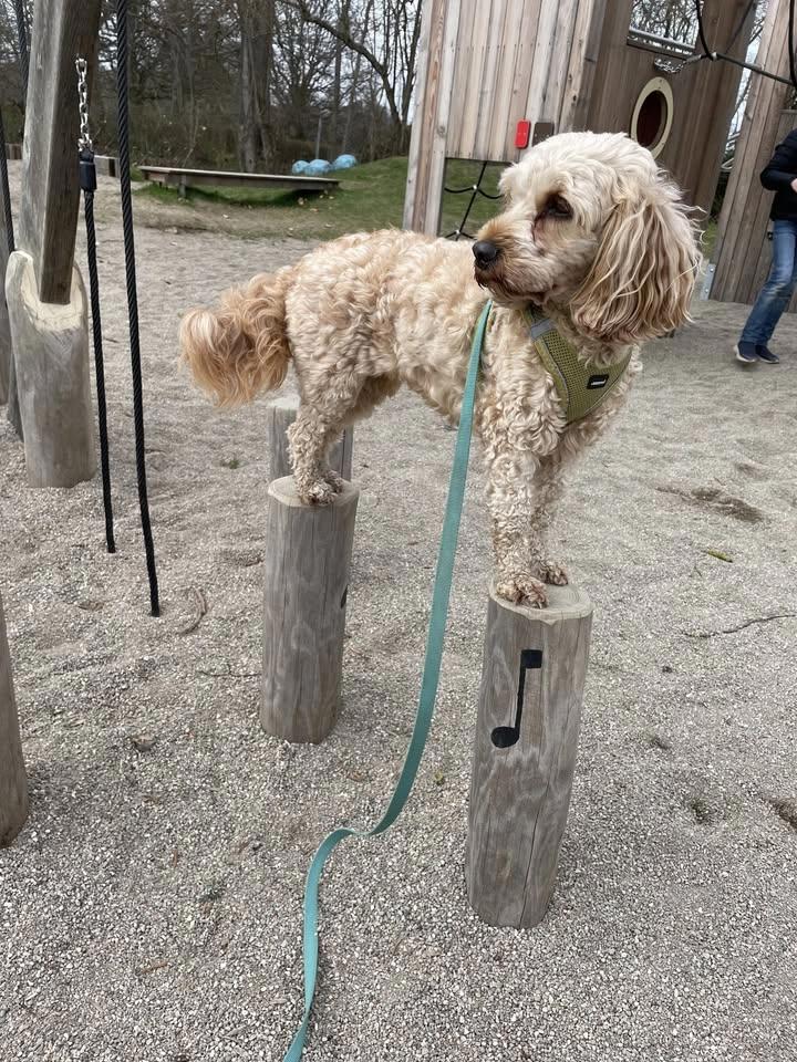 Dog Parkour Play Day