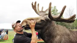 Älgtur i Heby - Moose Tour in Heby
