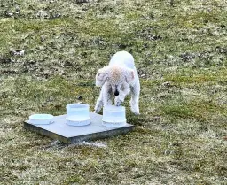 BPH (Beteende- och personlighetsbeskrivning hund)