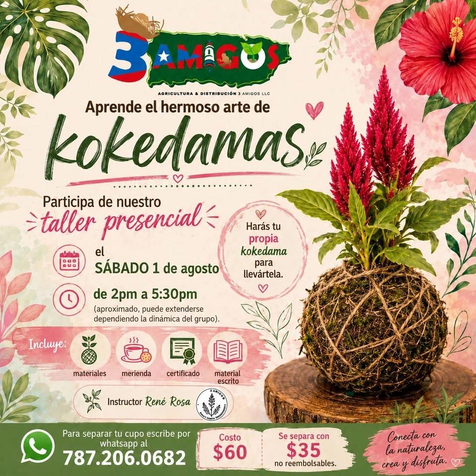 Taller Kokedamas