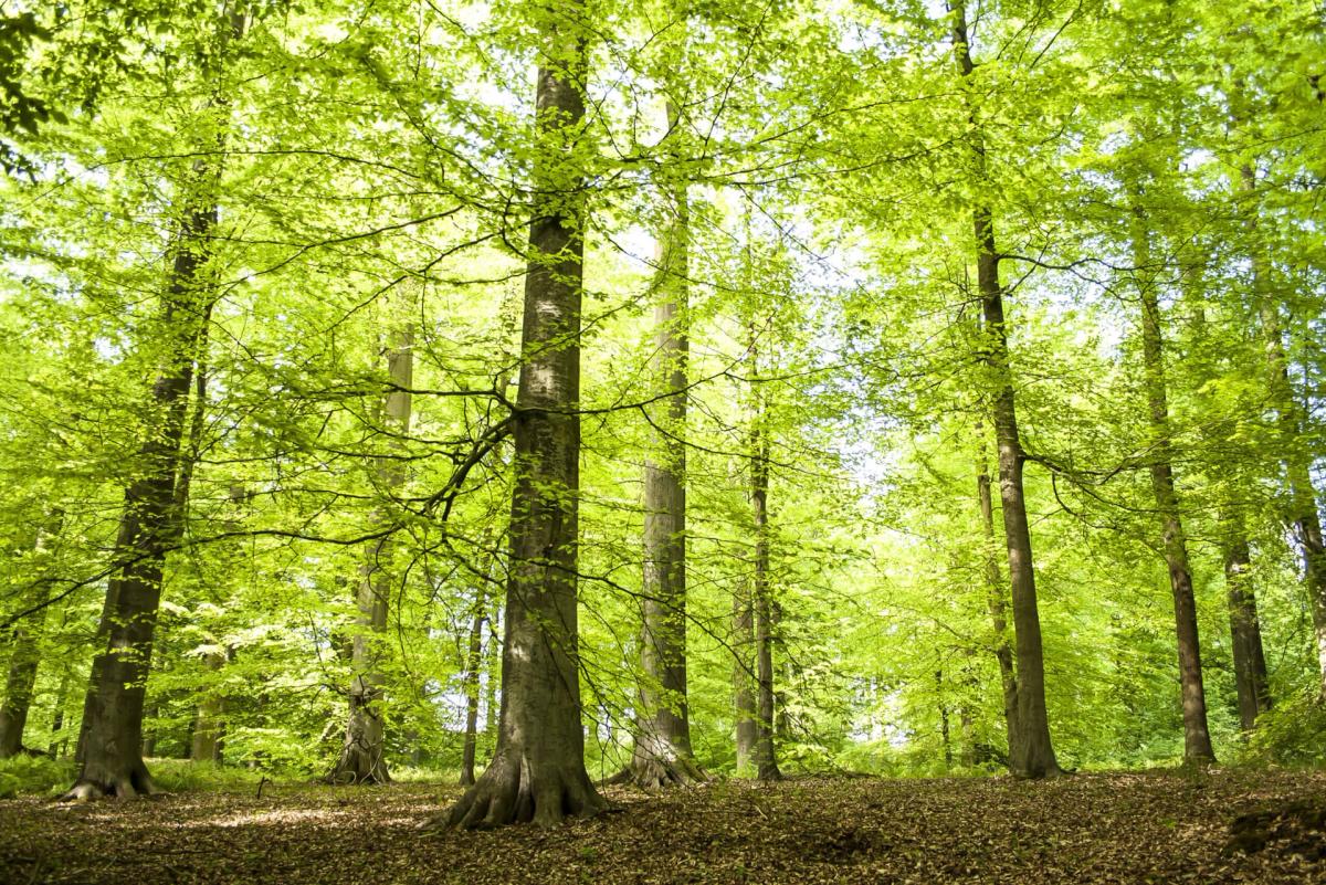 Activists go on a walk in nature