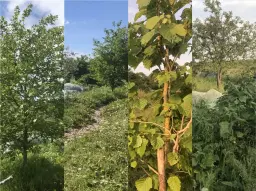 Arbetsdag på Vårsången Skogsträdgård