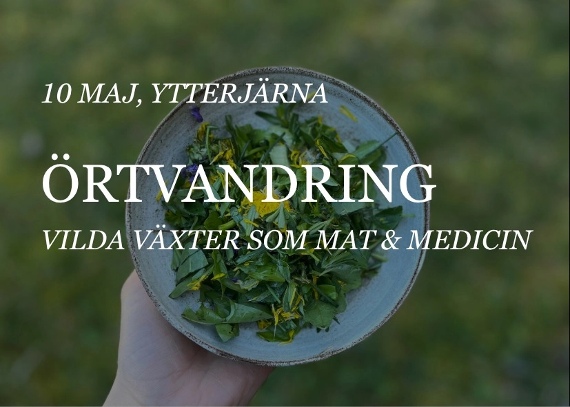 Örtvandring - Vilda växter som mat & medicin