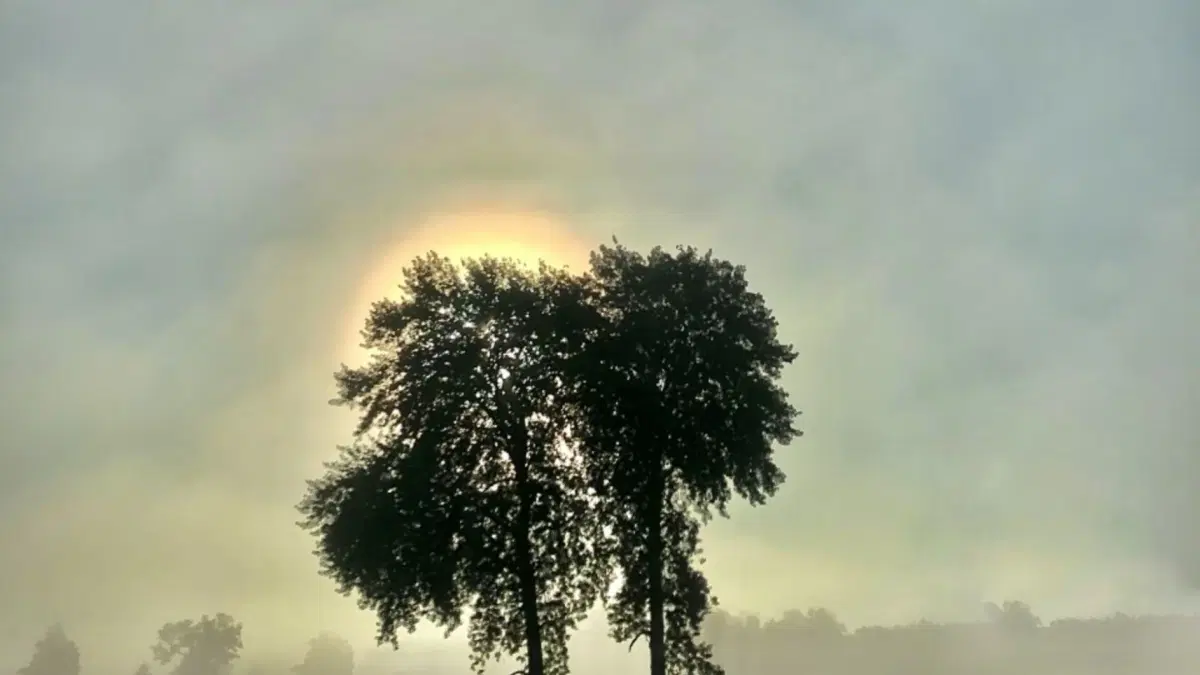 Musikcaféserien - Ett abonnemang