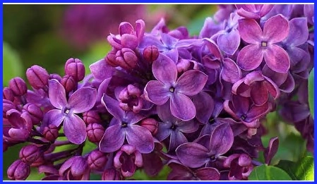 Operafrossa i sköna maj