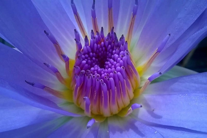 Skleníkové skupiny rastlín