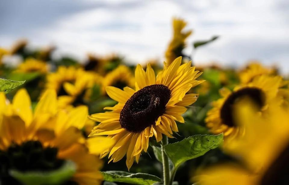 π»PYO Sunflowersπ»