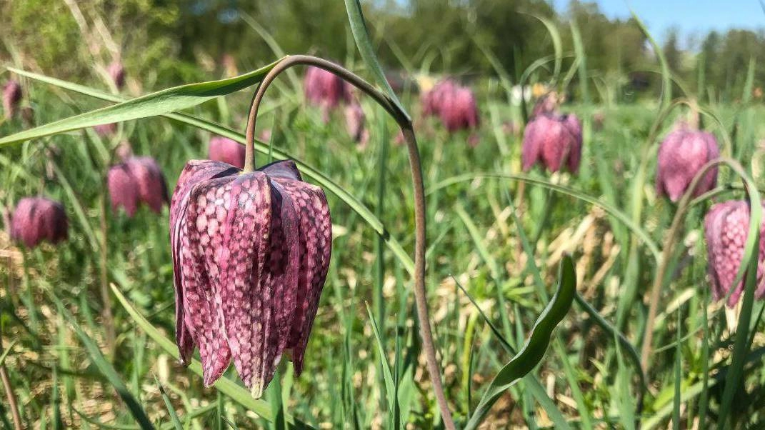 Årsmöte lördag 18 april 2026 i Österbybruk