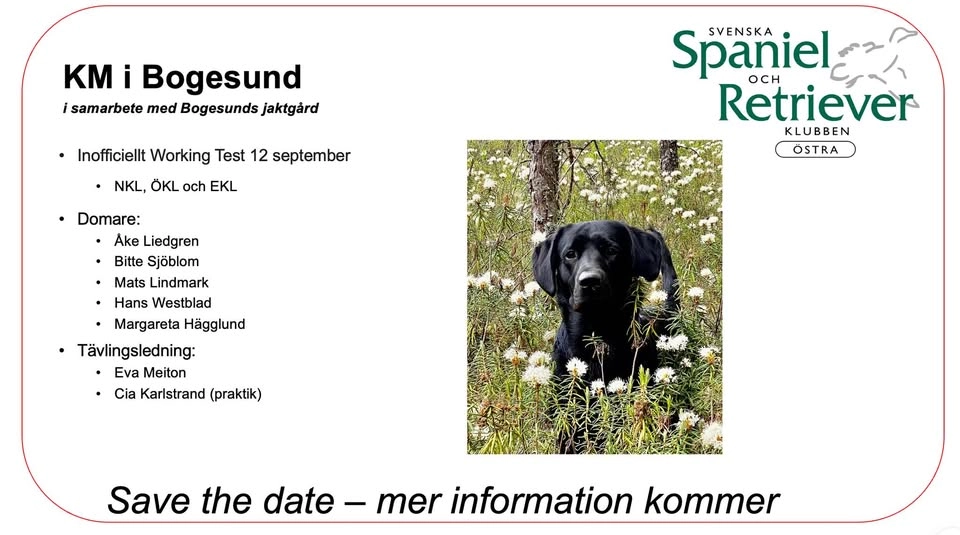 SSRK Östra Klubbmästerskap för Retrievers