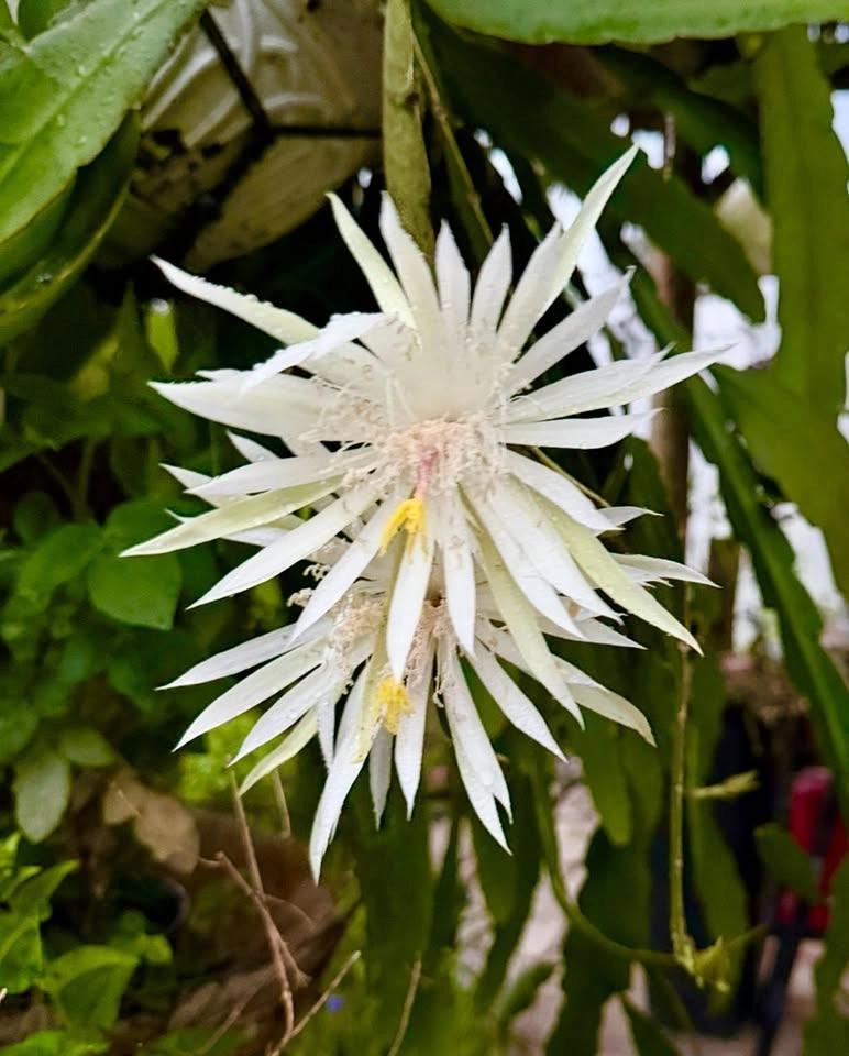 Master Gardener Plant Sale