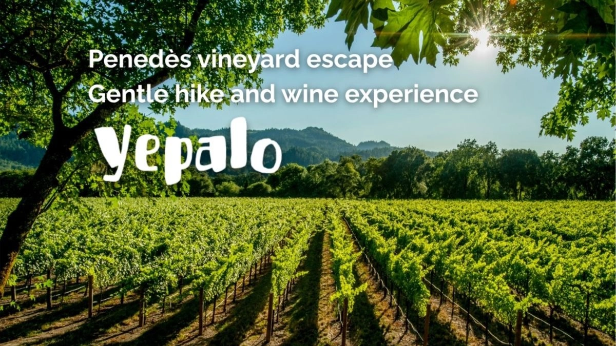 🍷🌄Penedès vineyard escape: Hike/Senderismo fácil + Winery Tour + cata de vinos